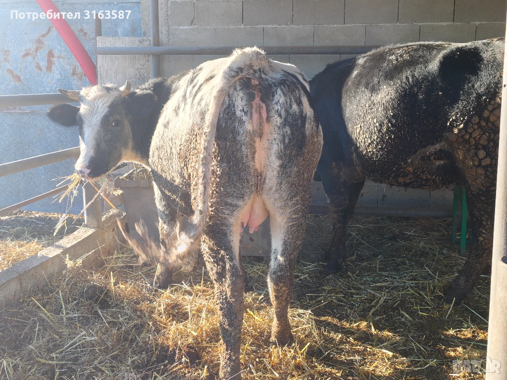 Заплодени юници и крава, снимка 1