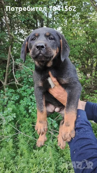 продават се гончета , снимка 1