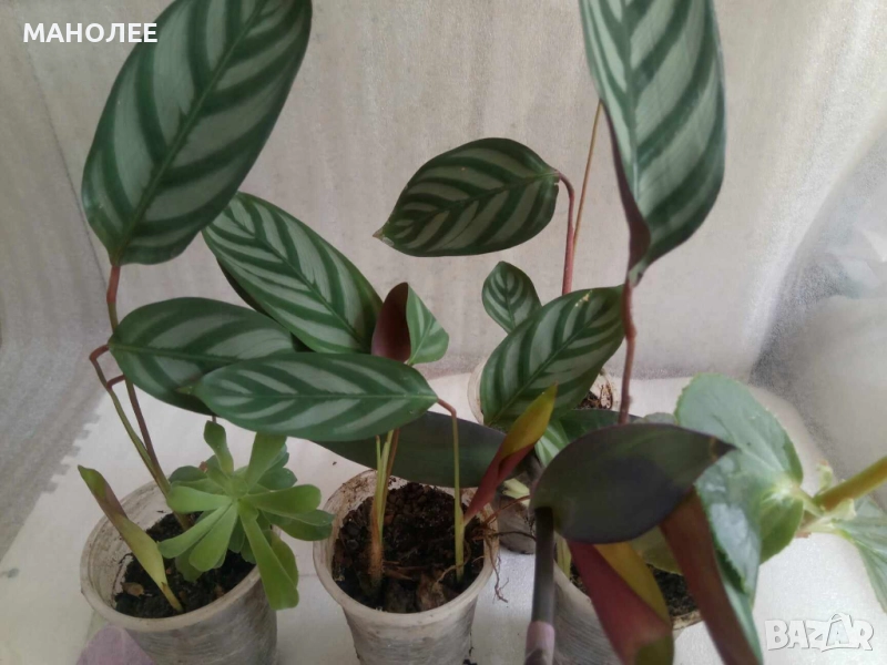 Калатея, снимка 1