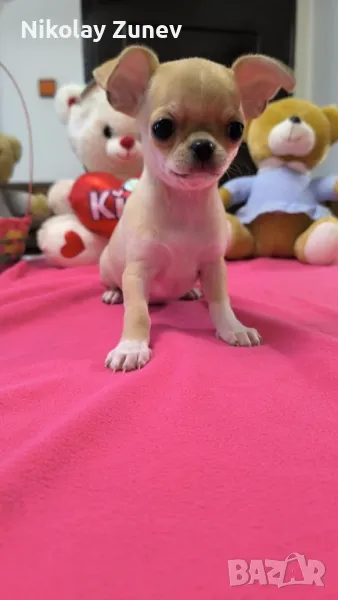 Чистокръвни Чихуахуа , снимка 1