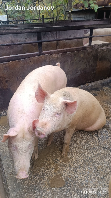 Бели прасета за клане  100-140кг, снимка 1
