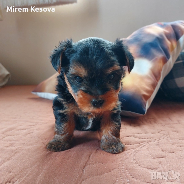 Мини йоркширски териер (мини йорки) момченца, снимка 1