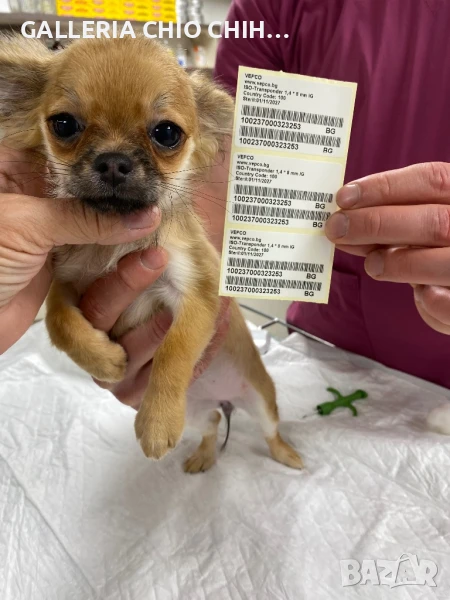 Чистокръвно мъжко и женско чихуахуа, снимка 1