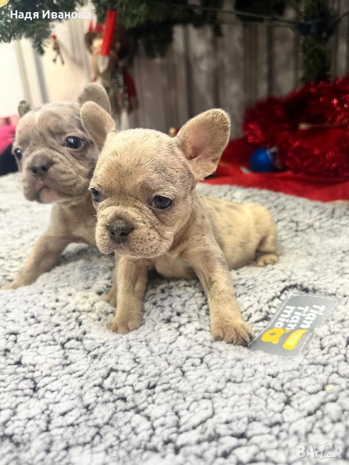 Френски булдог - Мерле, снимка 1