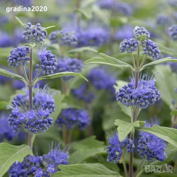 Кариоптерис, снимка 1