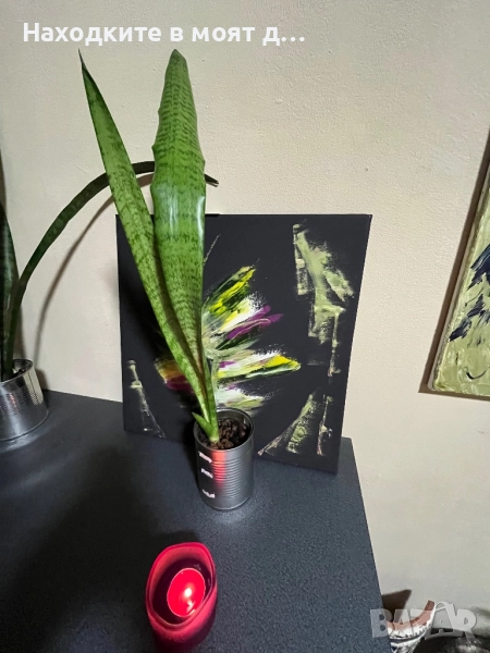 Сенсевиера меч, снимка 1