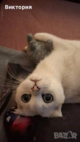 Котарак с порода клепоуха сребърна чинчила си търси женска , снимка 1