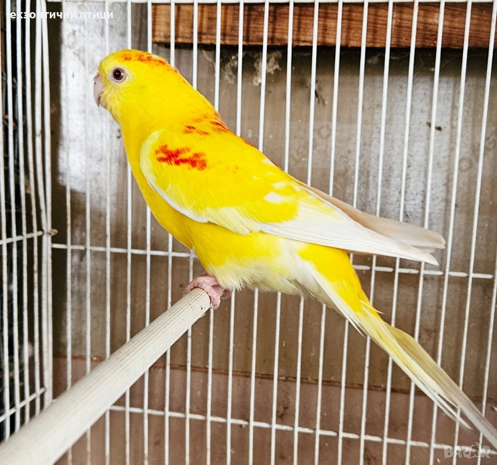 Продавам Пойни Папагали , снимка 1