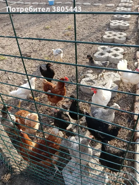 пилета и кокошки , снимка 1