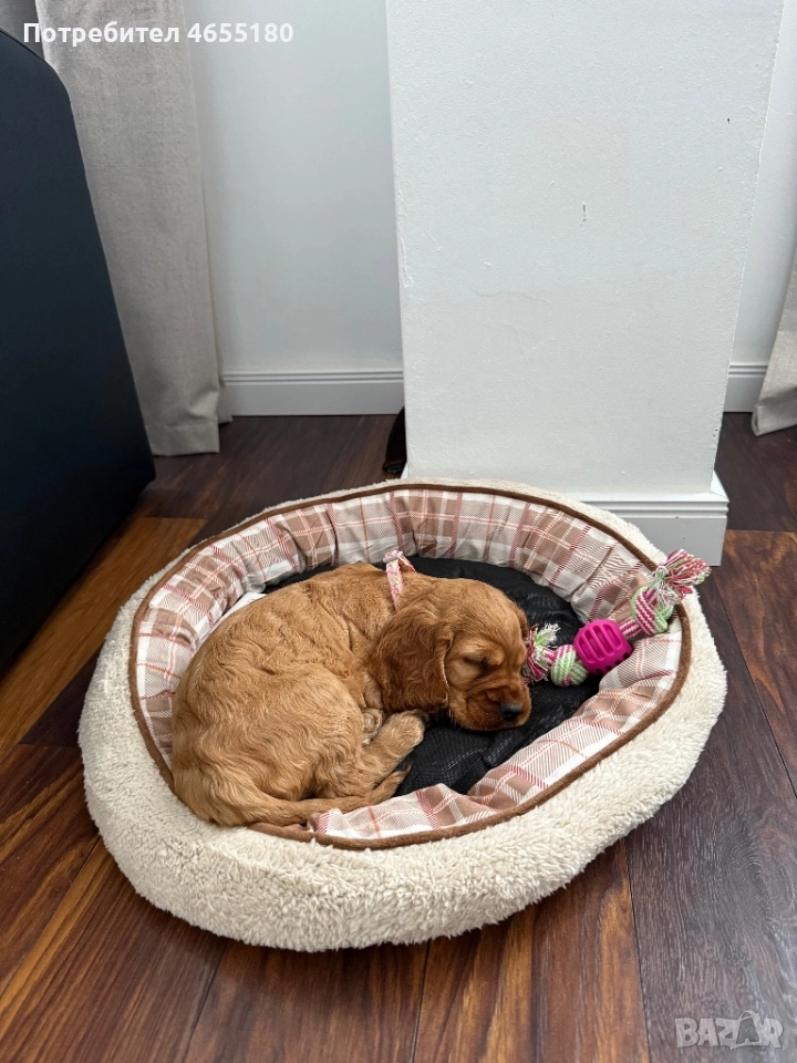 Кокер шпаньол , снимка 1