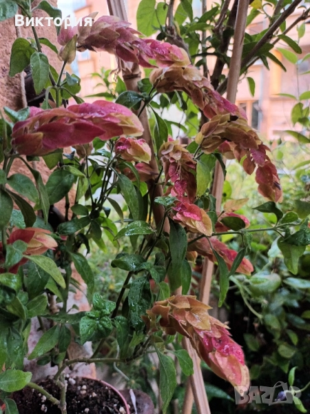 Белопероне /скаридено цвете/, снимка 1