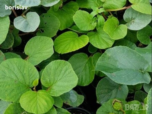 Самоопрашващо се Киви К1 , снимка 1