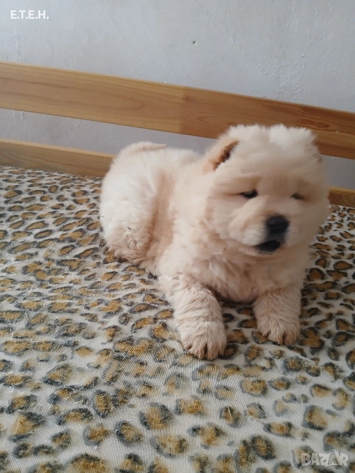 ЧАО ЧАО кутретата?, снимка 1