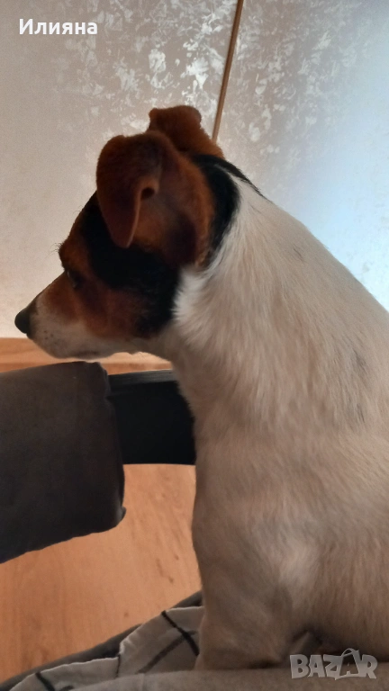 Продавам мъжки джак ръсел, снимка 1