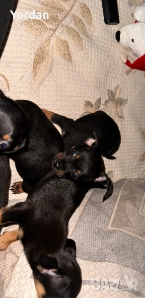 Продавам пинчери 3 на брой 1 мъжки 2 женски , снимка 1