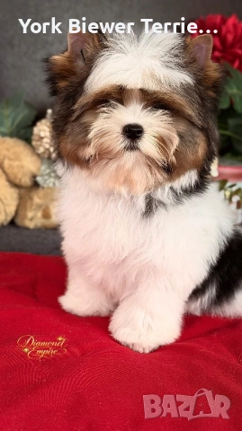 Йоркширски Териер, мини Момче и мини момиче с родословие! Baby face, снимка 2 - Йоркширски териер - 53812127