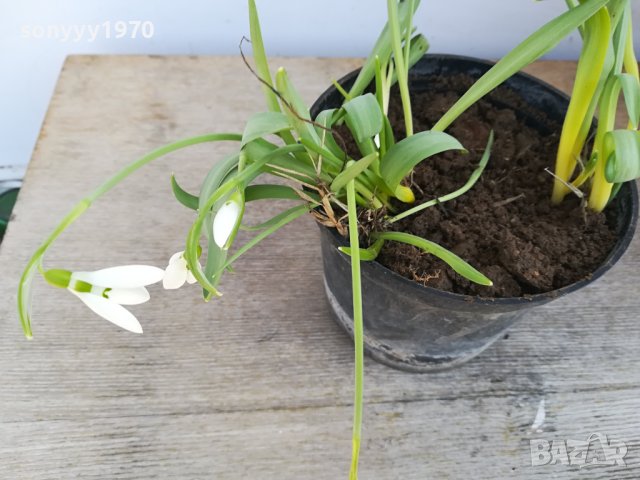 лот кокиченца в саксия 2102241657, снимка 5 - Градински цветя и растения - 44402514