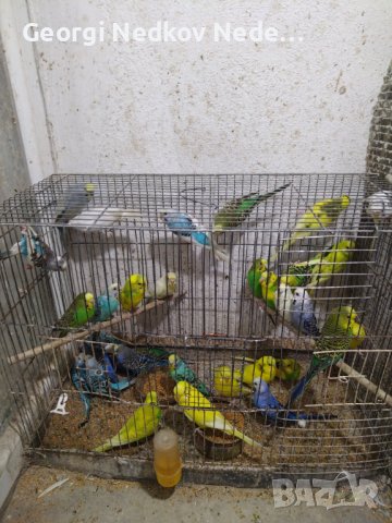 Продавам вълнисти папагали, снимка 1 - Папагали - 39072599