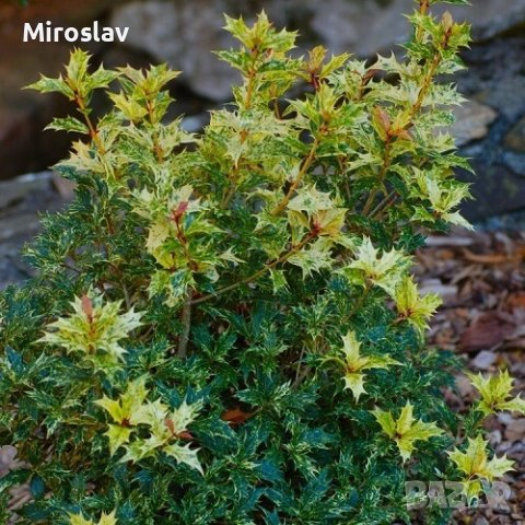 Османтус Триколор-(Osmanthus'Goshiki') , снимка 5 - Градински цветя и растения - 40667442