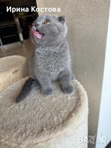 Малко игриво клепоухо шотландче