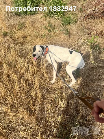 Английски пойнтер, снимка 5 - Пойнтер - 47344833