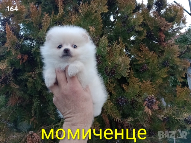 Женски Померан. Реални снимки от 22.12.25 год. 