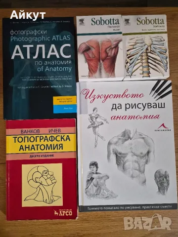 Анатомия и физиология