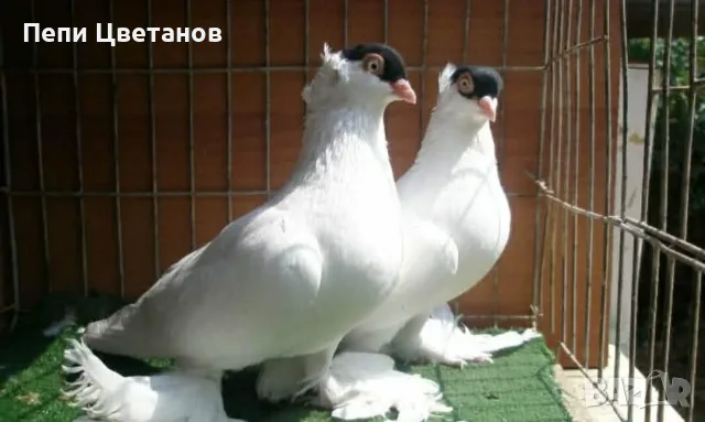 Чистопородни Гълъби, снимка 2 - Гълъби - 56151548