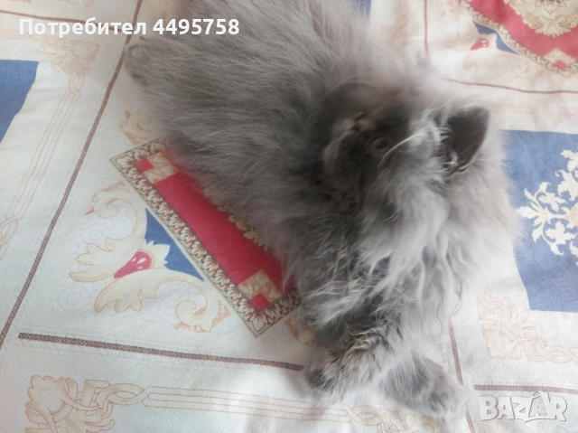 Персийски котенца, снимка 10 - Персийска - 51754390