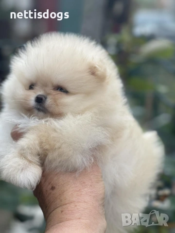 Истински мини померани с най късата муцунка с родословие!