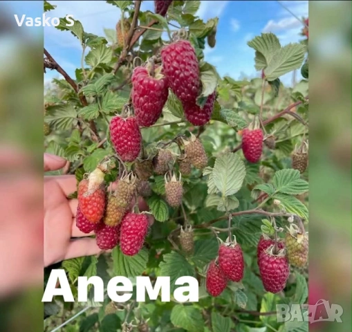 Тук сте на правилното място, снимка 5 - Разсади - 53623340