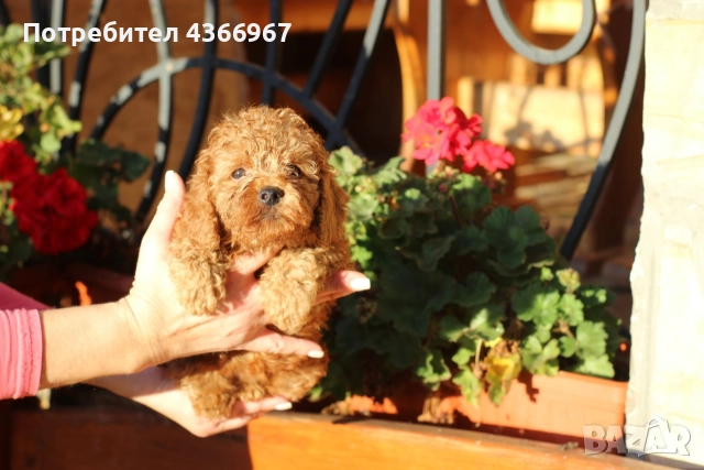 Мини пудеи и Той Пудели 