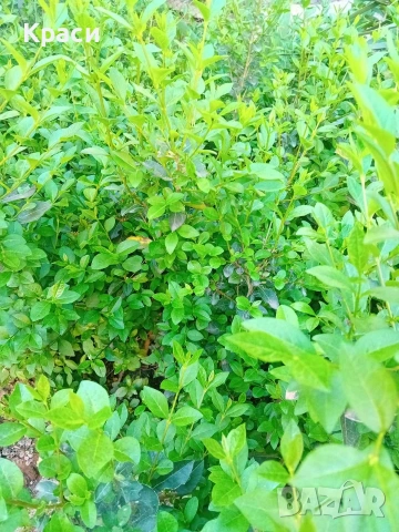 Лигуструм, снимка 2 - Разсади - 53569769