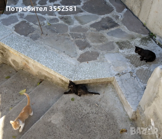 Подаряваме малки котенца , снимка 1