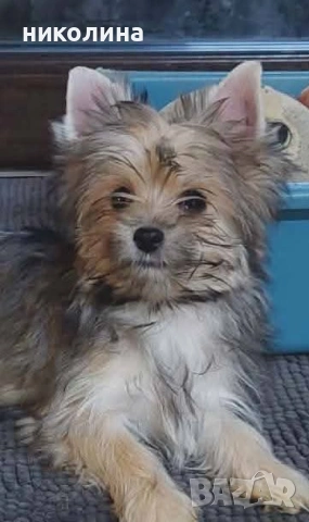 продавам йоркширски териер 