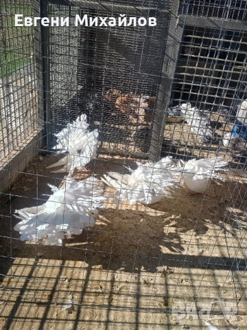 Фенерлии , снимка 7 - Гълъби - 52405258