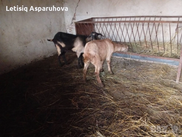 Продавам две козички дзвиски за първи път ще се козата, снимка 2 - Кози - 52826897