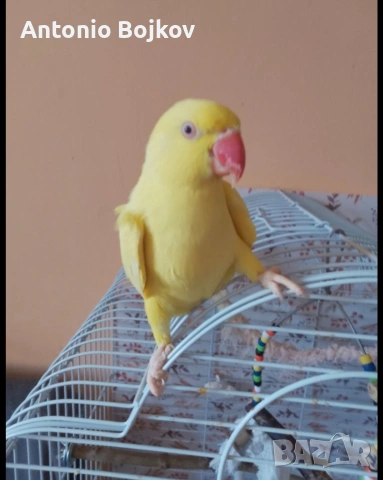 Женски папагал Александър, снимка 4 - Папагали - 53851426