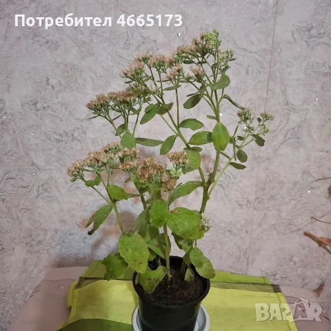 Лечебна Дебела Мара комплект , снимка 11 - Градински цветя и растения - 54580584