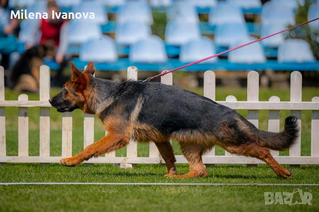 Малки немски овчарки от развъдник , снимка 15 - Немска овчарка - 53678555