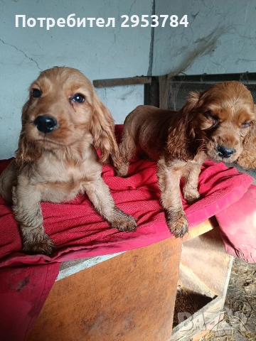 кокер шпаньол , снимка 2 - Кокер шпаньол - 53031599