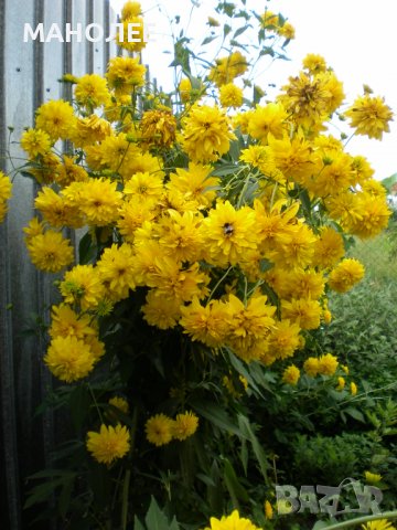 Рудбекия-кичеста, снимка 3 - Градински цветя и растения - 39795443