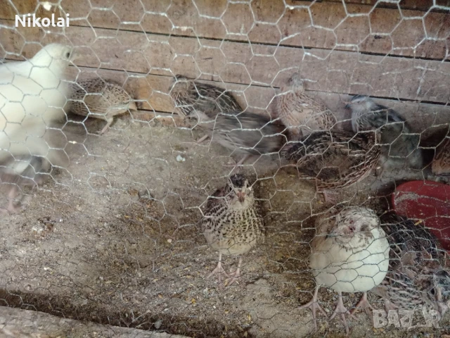 Пъдпъдъци японски и манджурски , снимка 5 - други­ - 51391563