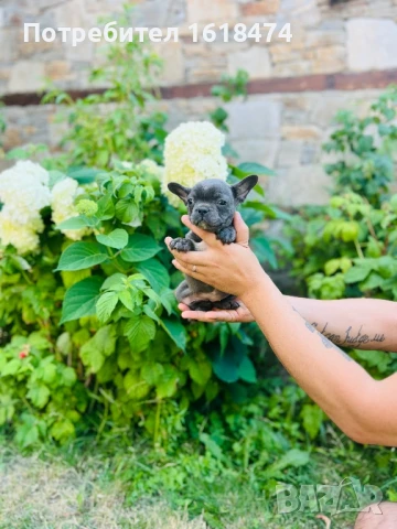 Френски булдог, снимка 1