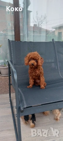 пудел Тийкъп/Той пудел за разплод 