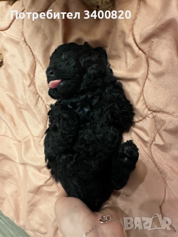 Той пуделчета, снимка 10 - Други - 53181851