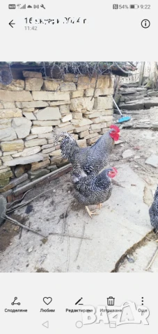 Пилета Австралорп , снимка 4 - Кокошки и пуйки - 47265645