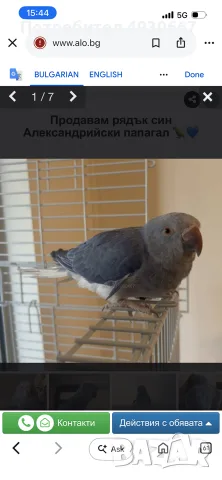 Продавам рядък син Александрийски папагал 🦜💙