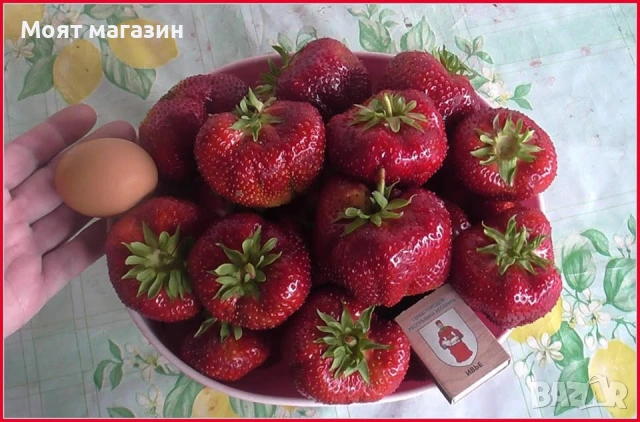 Ягода - Мадам Муто, снимка 2 - Градински цветя и растения - 53645515