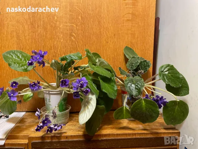 Теменужка, теменужки, сенполия синя, син цвят, снимка 5 - Стайни растения - 48091843